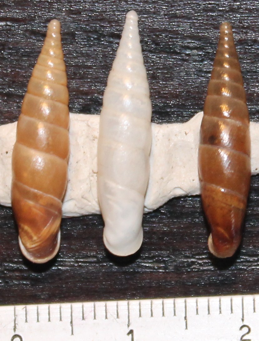 Clausiliidae da identificare